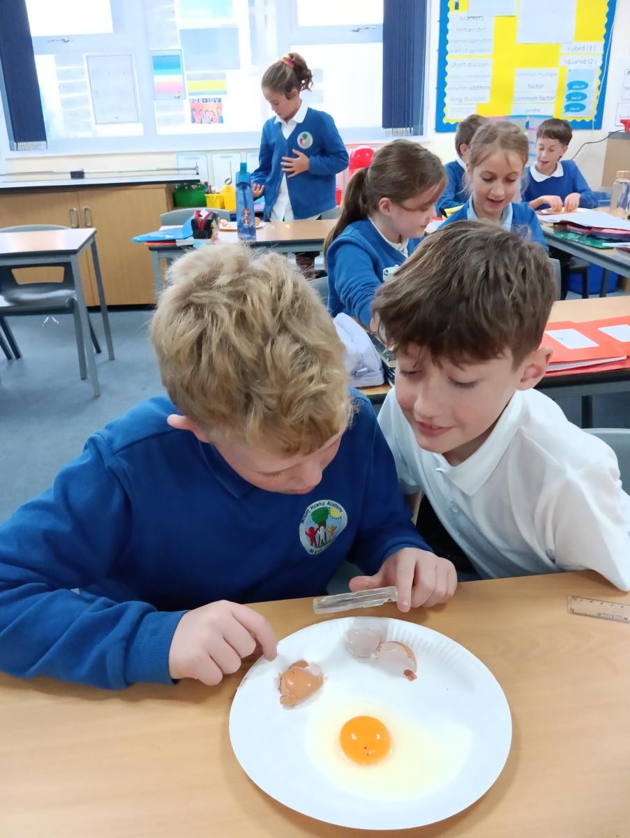 What makes up an egg?