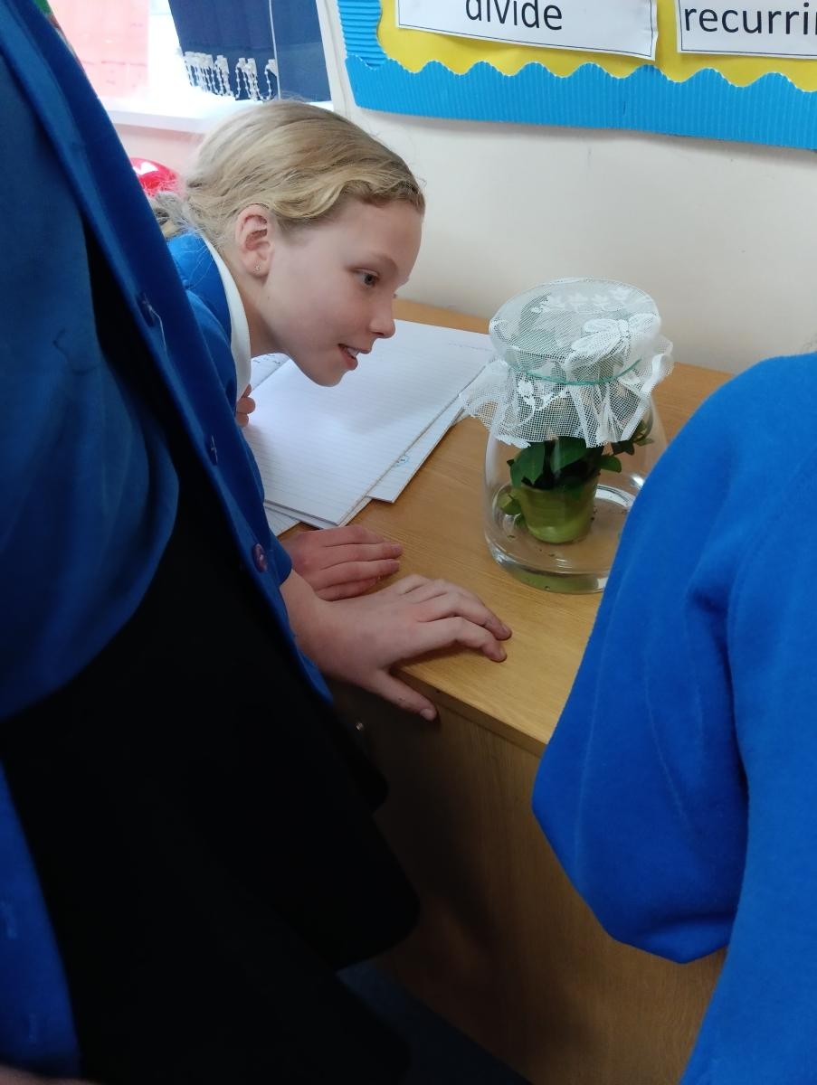 Caring for our stick insects
