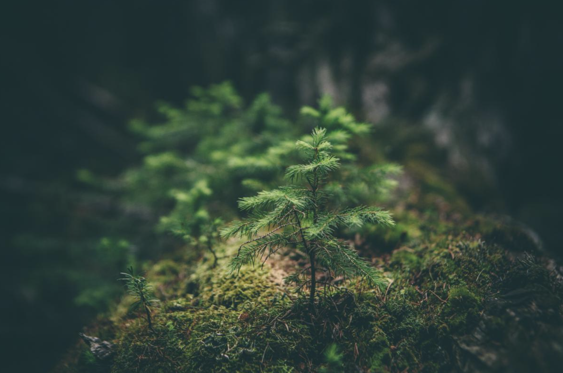 Forest School