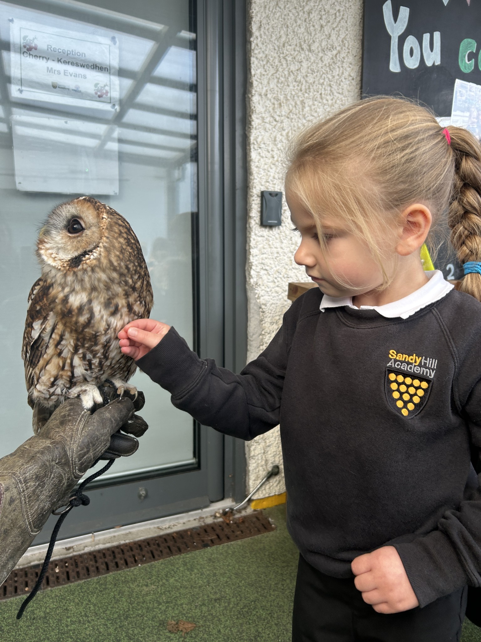 Owl Experience
