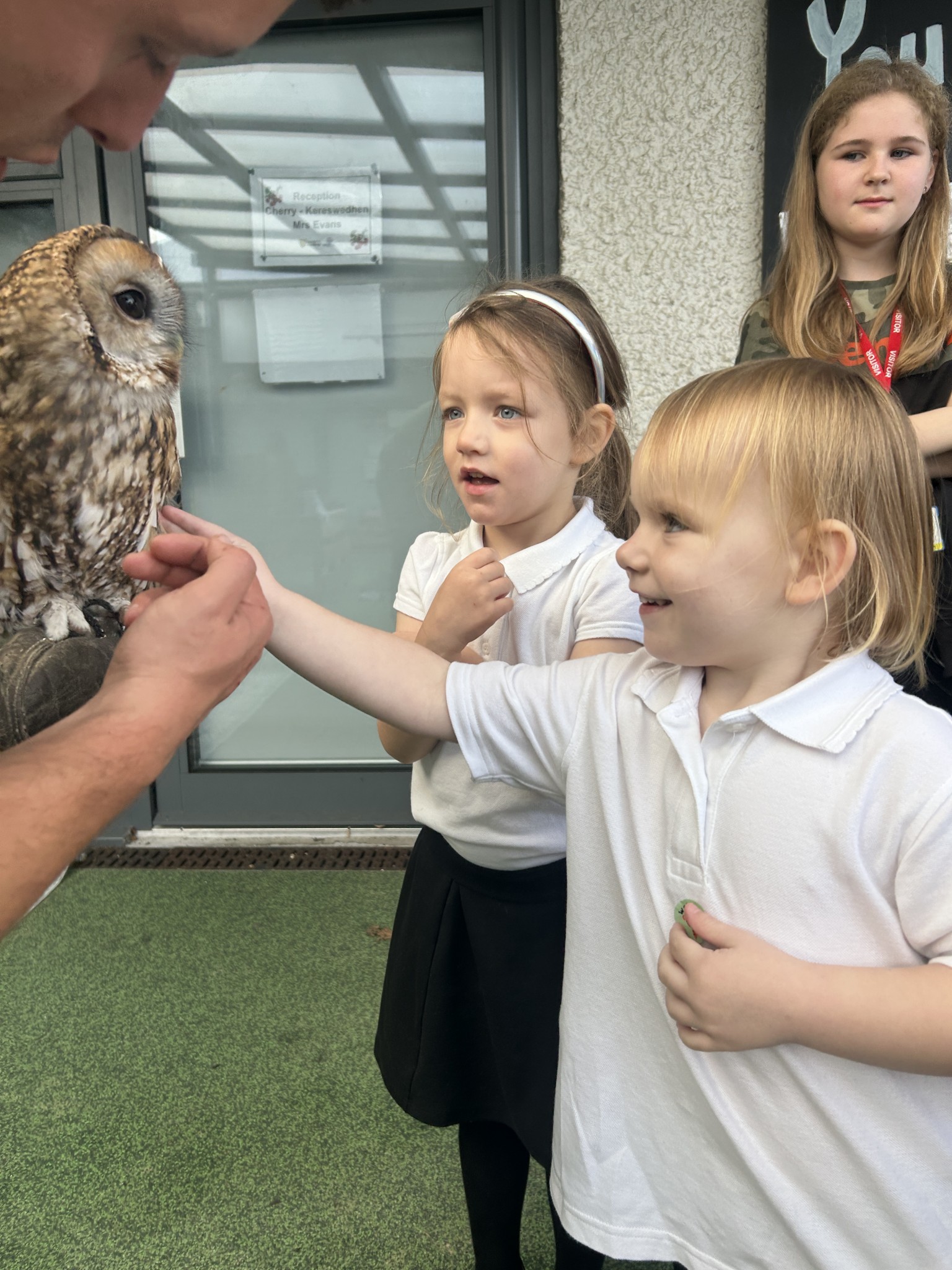 Owl