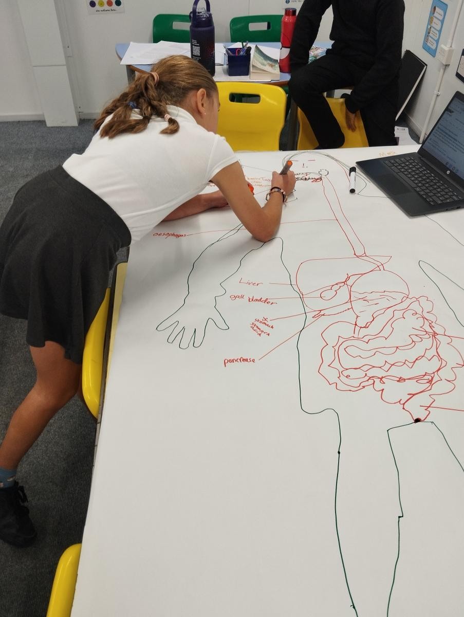We drew the digestive system onto life size drawings