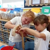 The digestive system