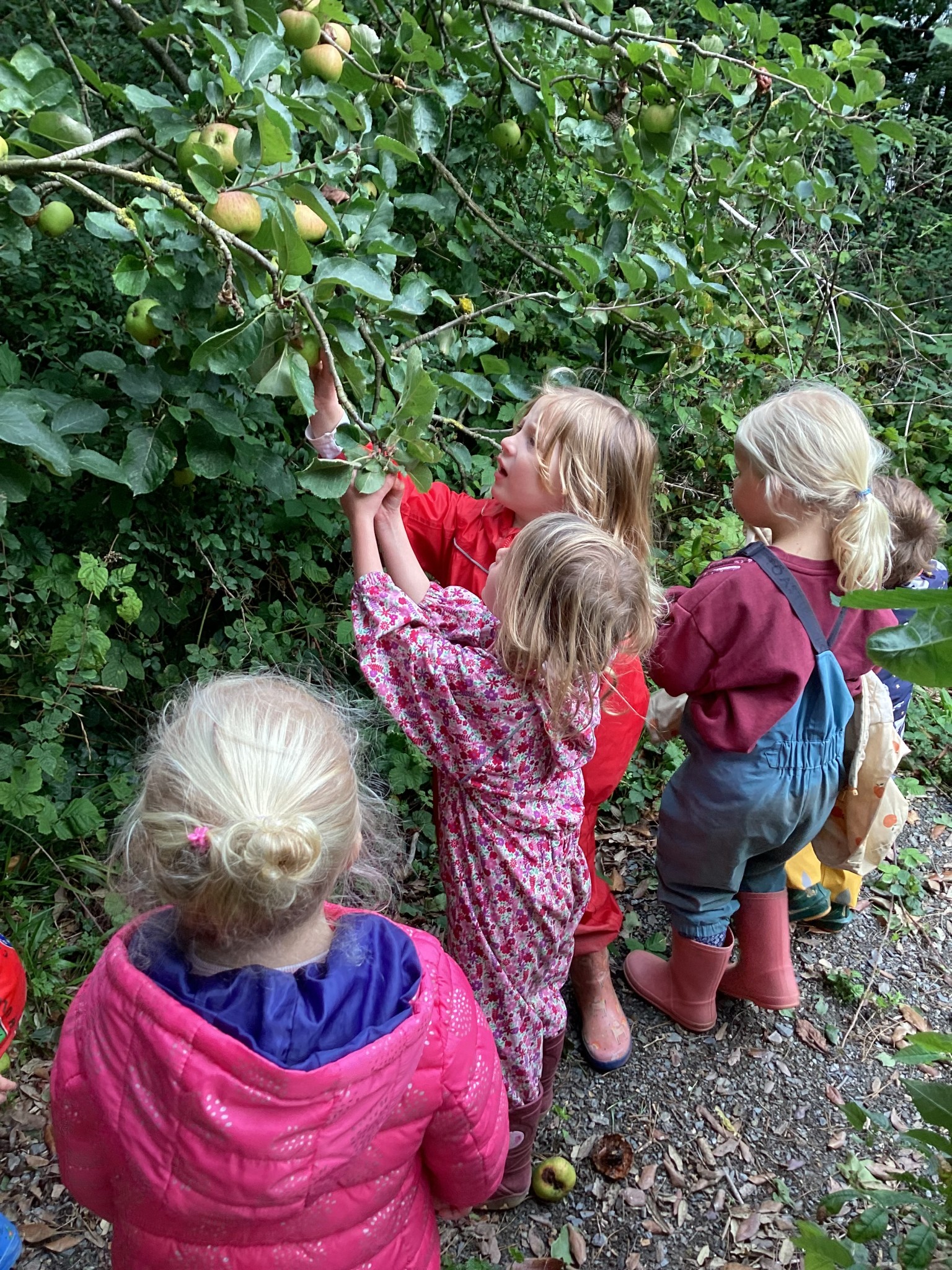 Yummy Apples!