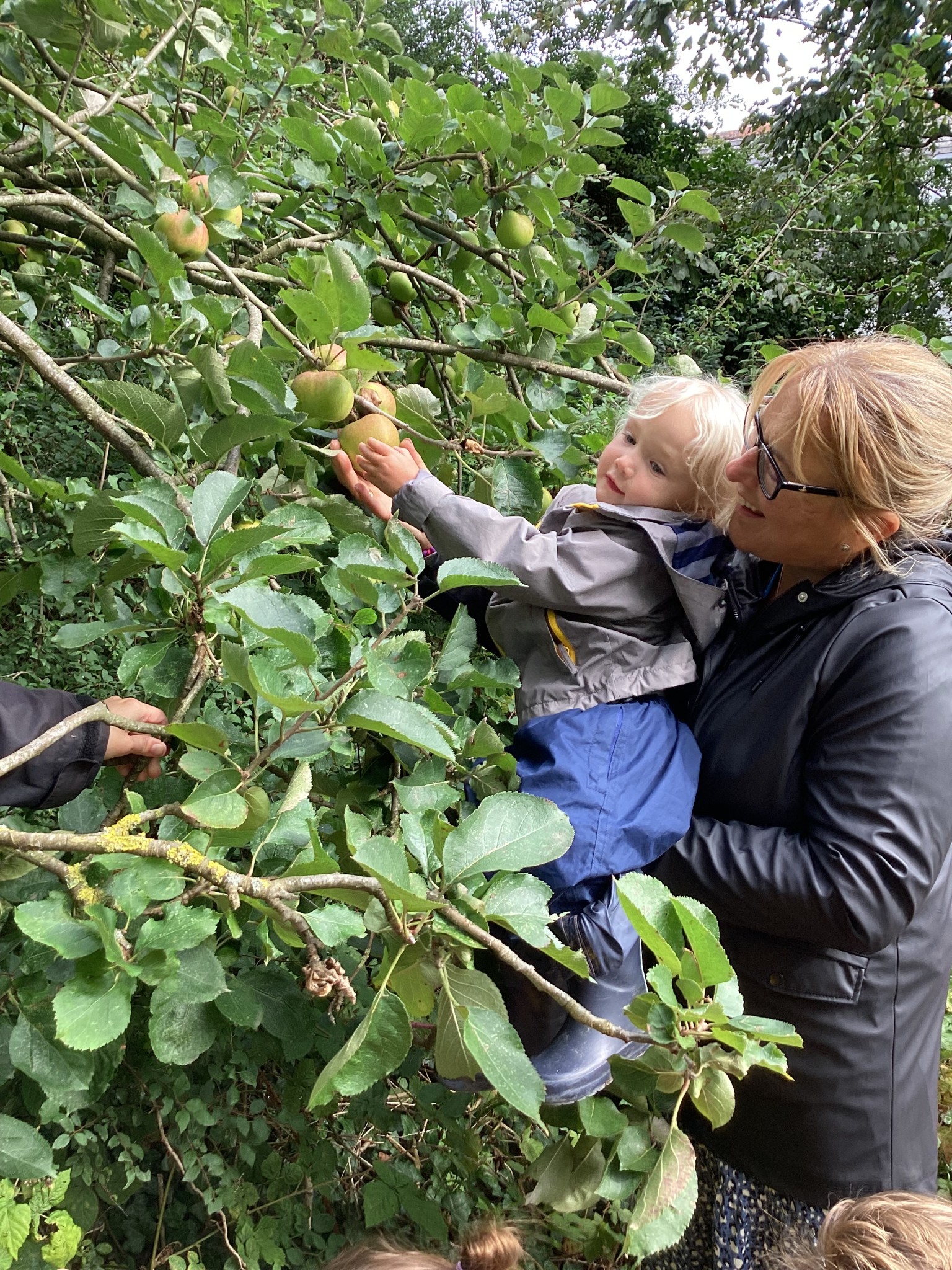 Picking Apples!