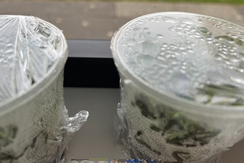 Growing cress for our mini ecosystems. 