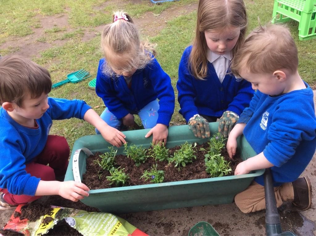 Planting petunias! Planting seeds and caring for our growing plants.