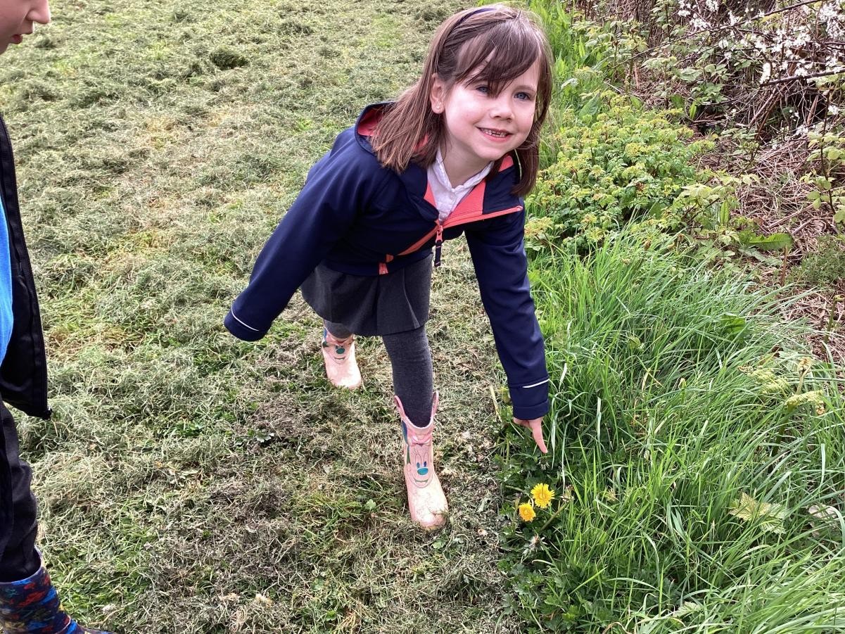 Here are some dandelions!