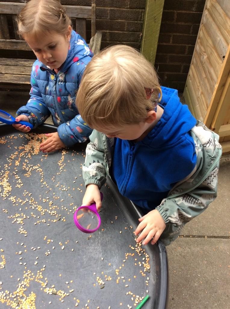 Looking at seeds. Children talk about what they see using a wide range of vocabulary. 