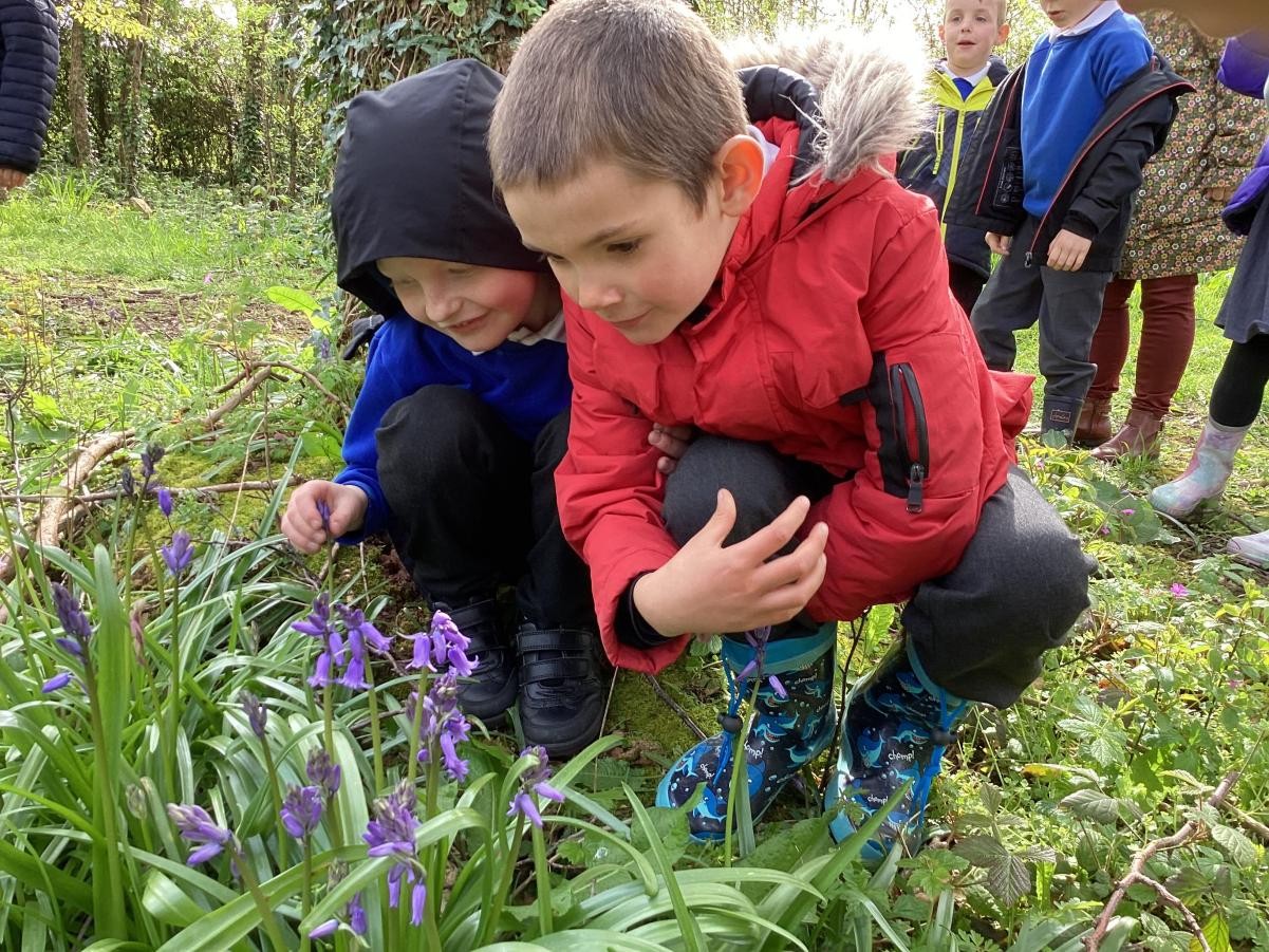 Can you see the signs of spring? Yes - bluebells!