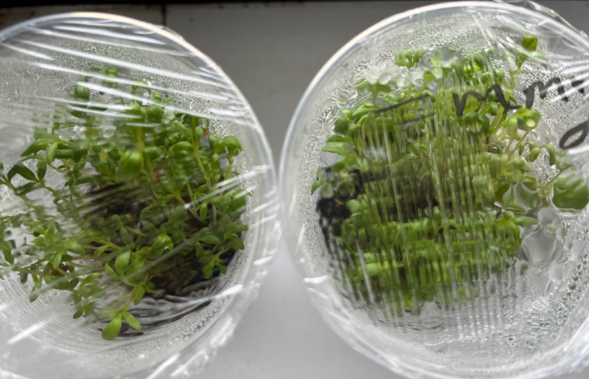 Growing cress for our mini ecosystems. Enquiry type: Observing over time. 