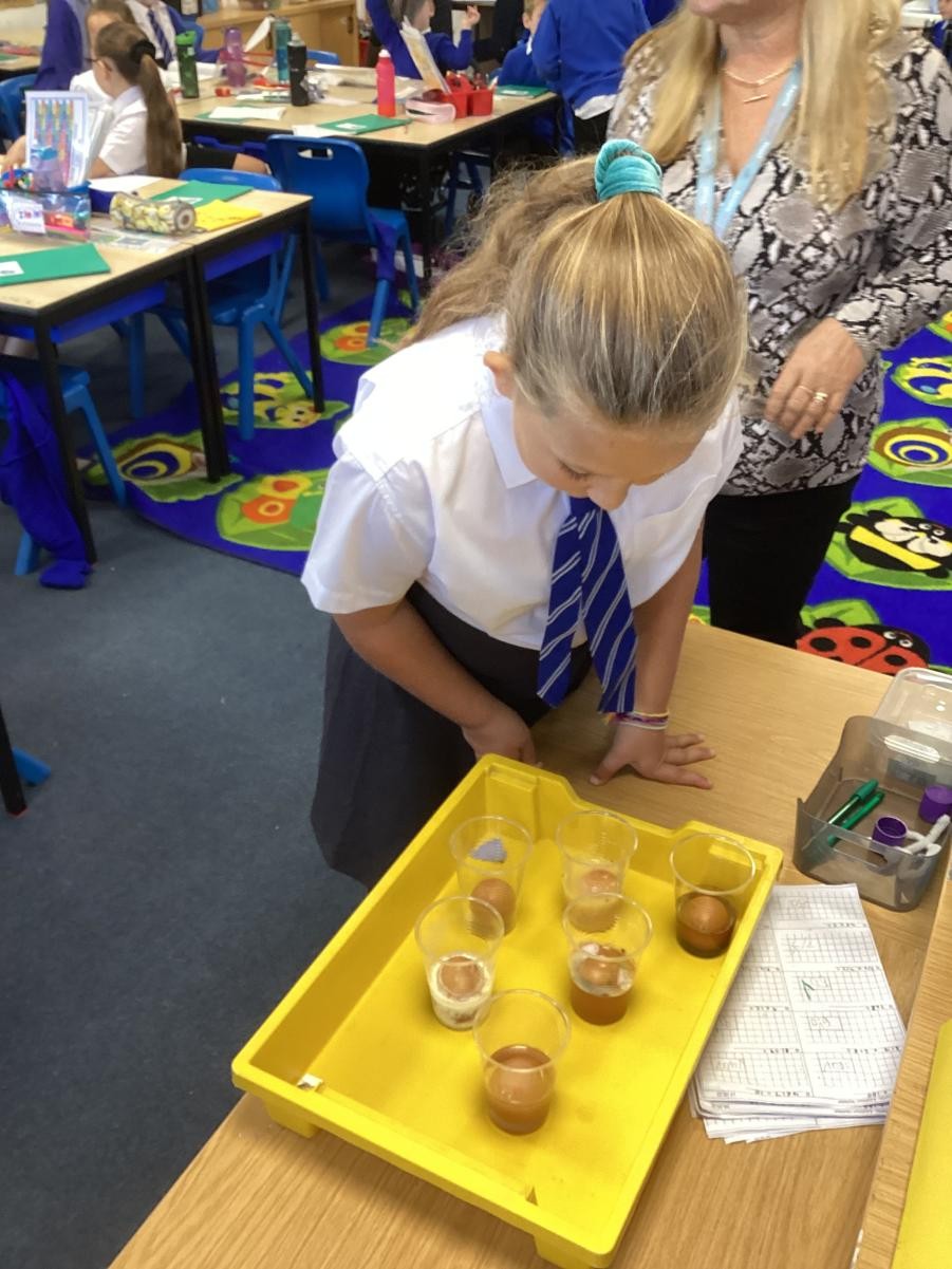 Investigating how sugar impacts our teeth. 