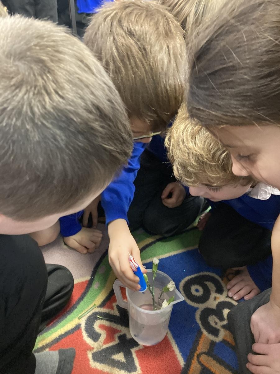 Testing to see if the food colouring will change the flower colouring. Is this a fair test?