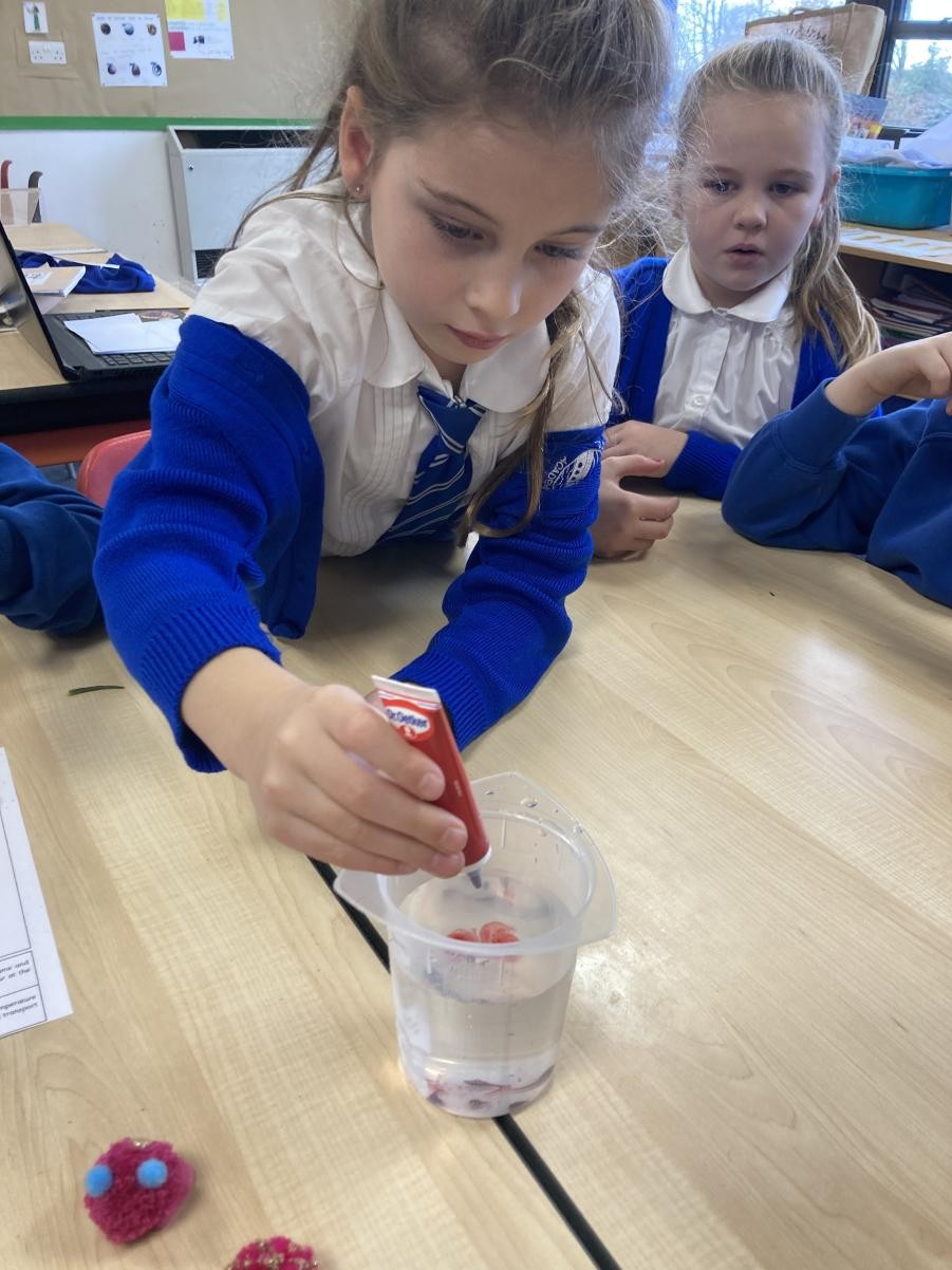 Adding food colouring to water. Will it change the colour of our flower? 