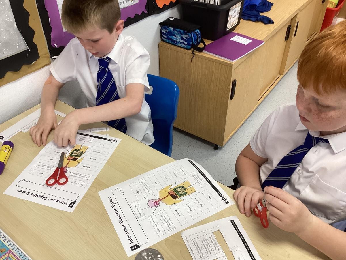 Identifying and describing the simple functions of the digestive system in humans.
