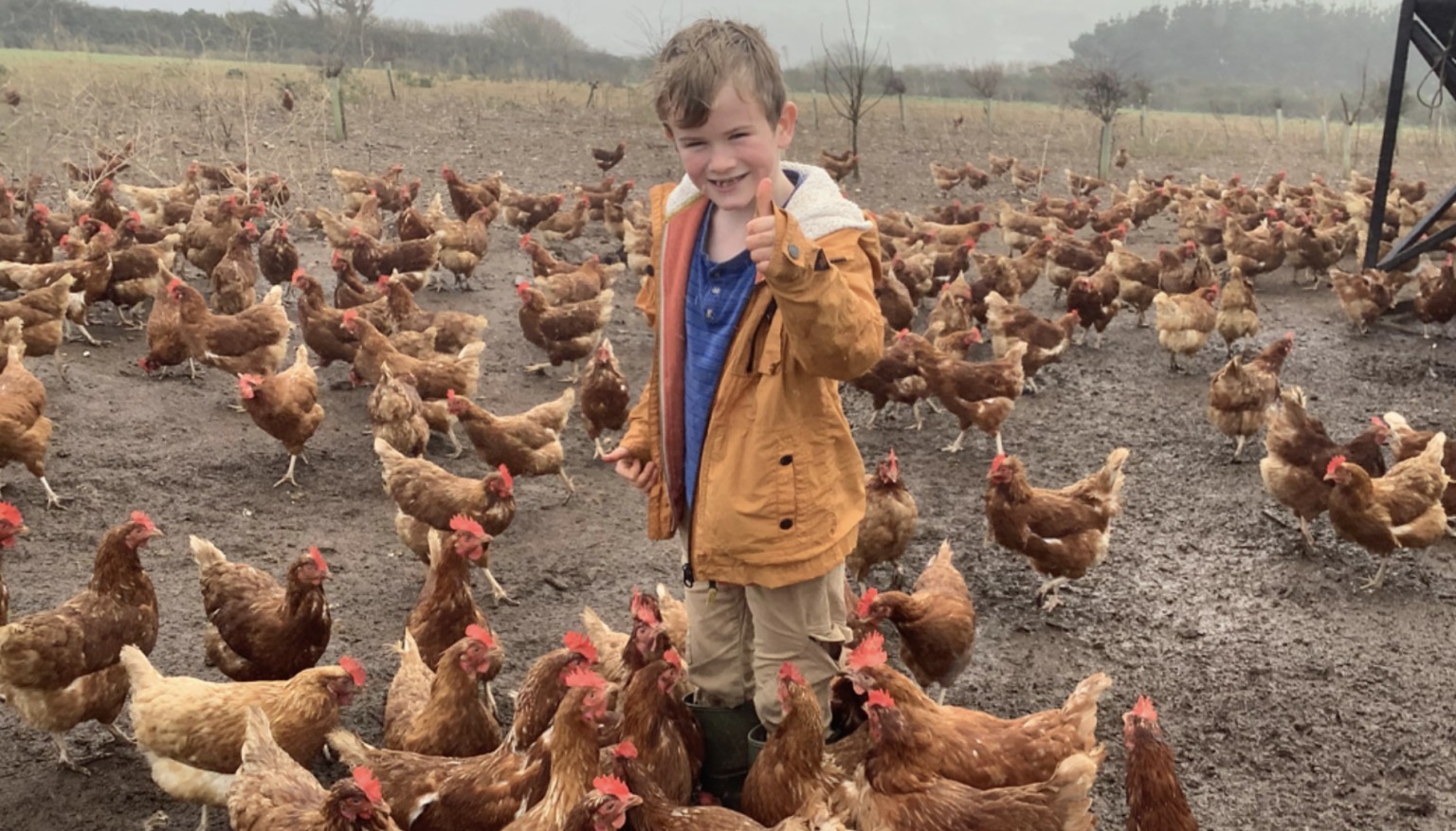 Chickens