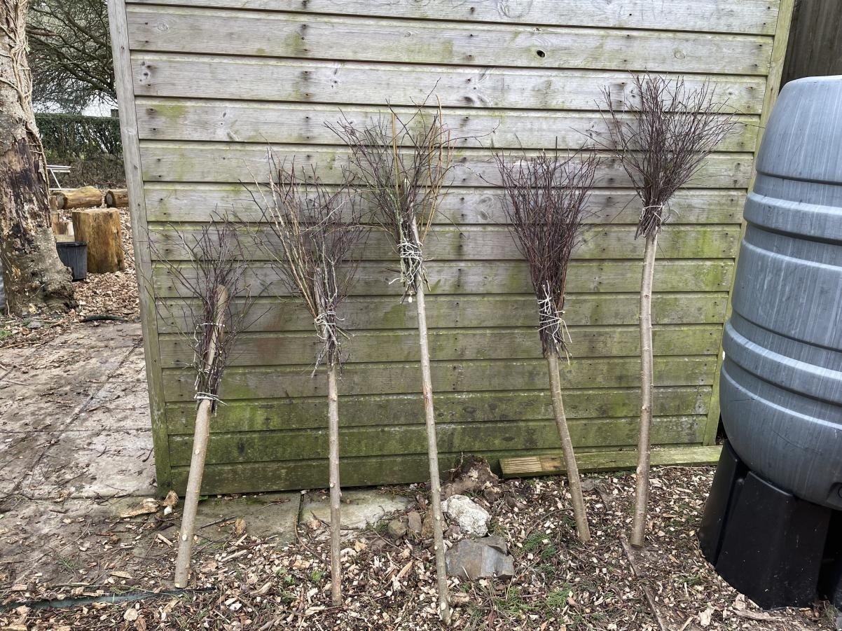 Using DT skills in Forest School