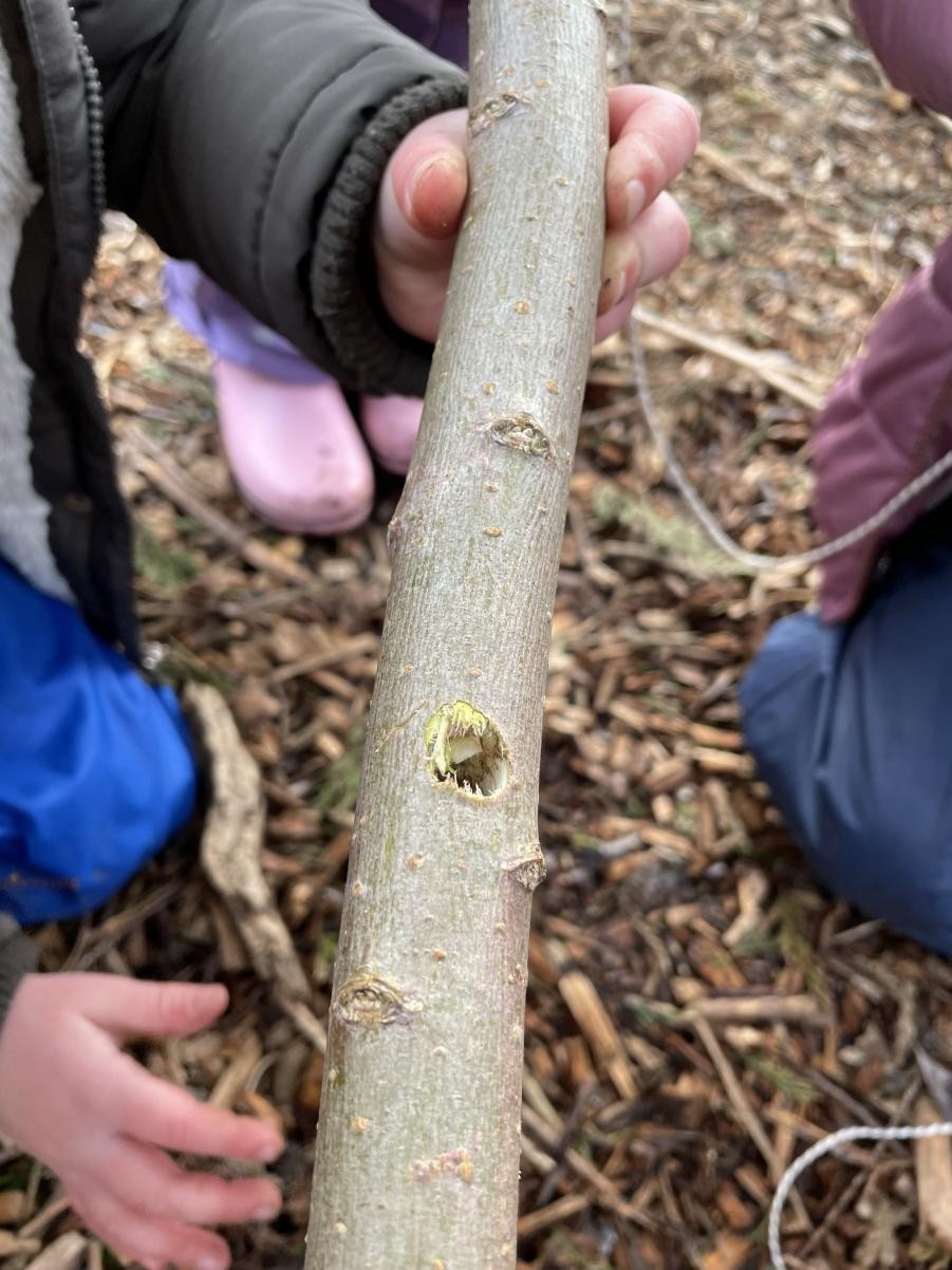 Using DT skills in Forest School