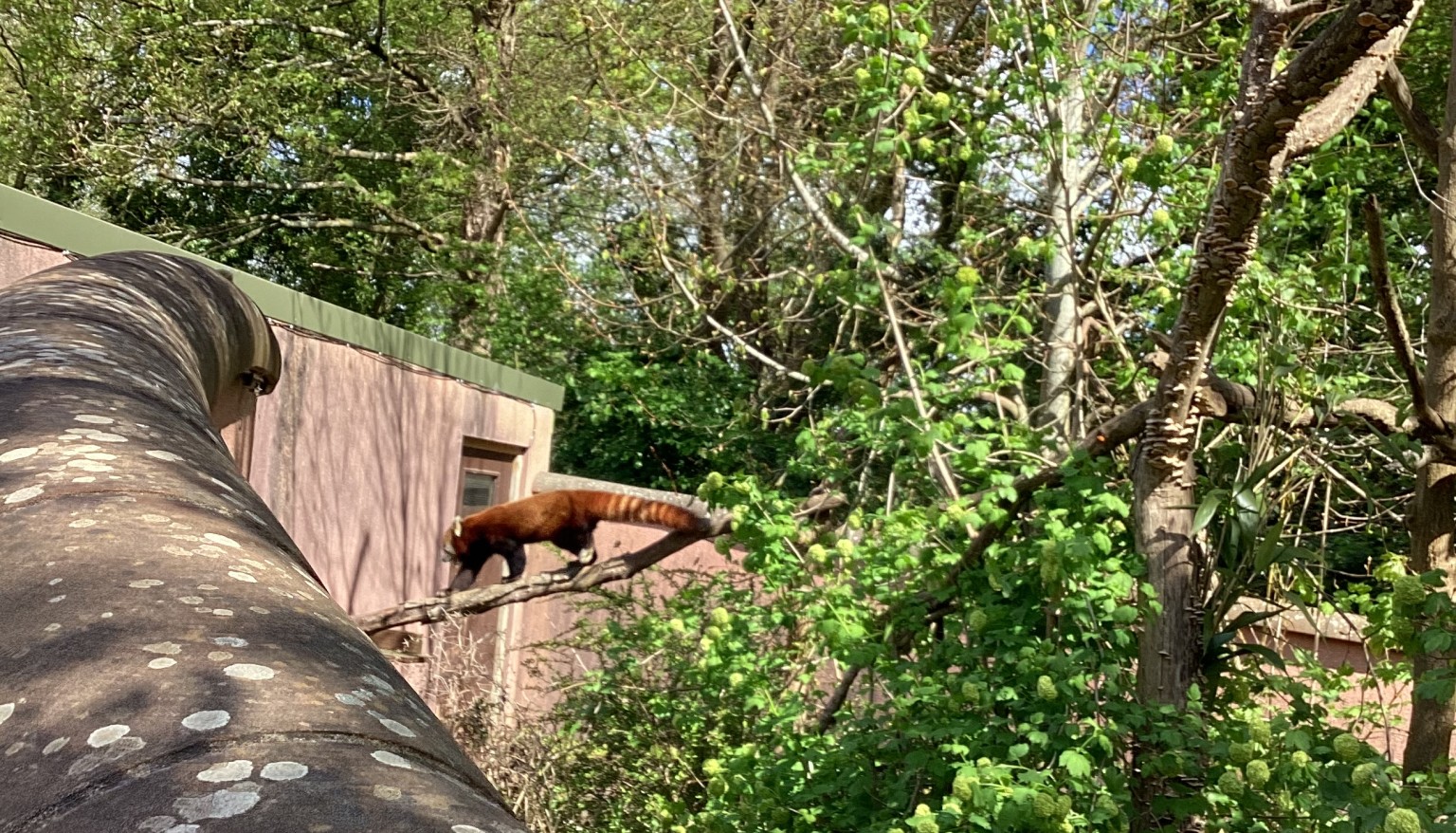 red panda