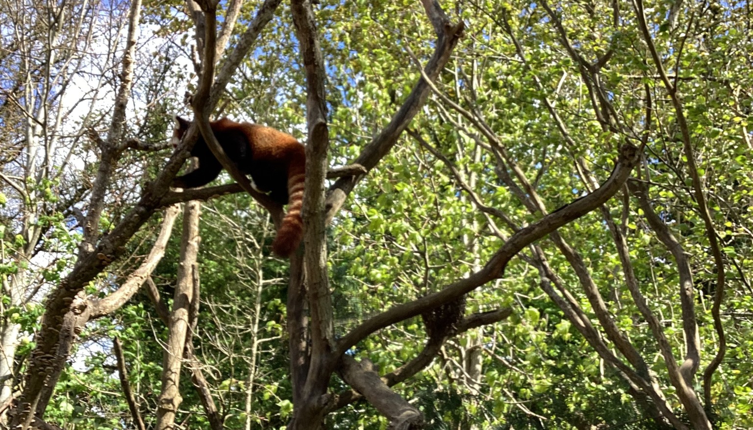 red panda