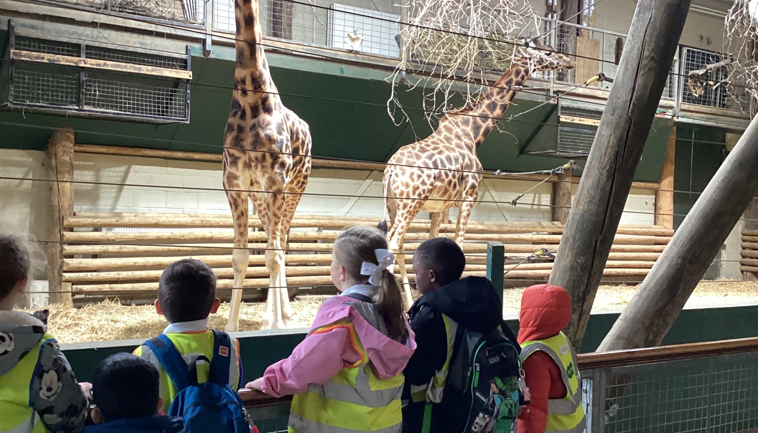 giraffes