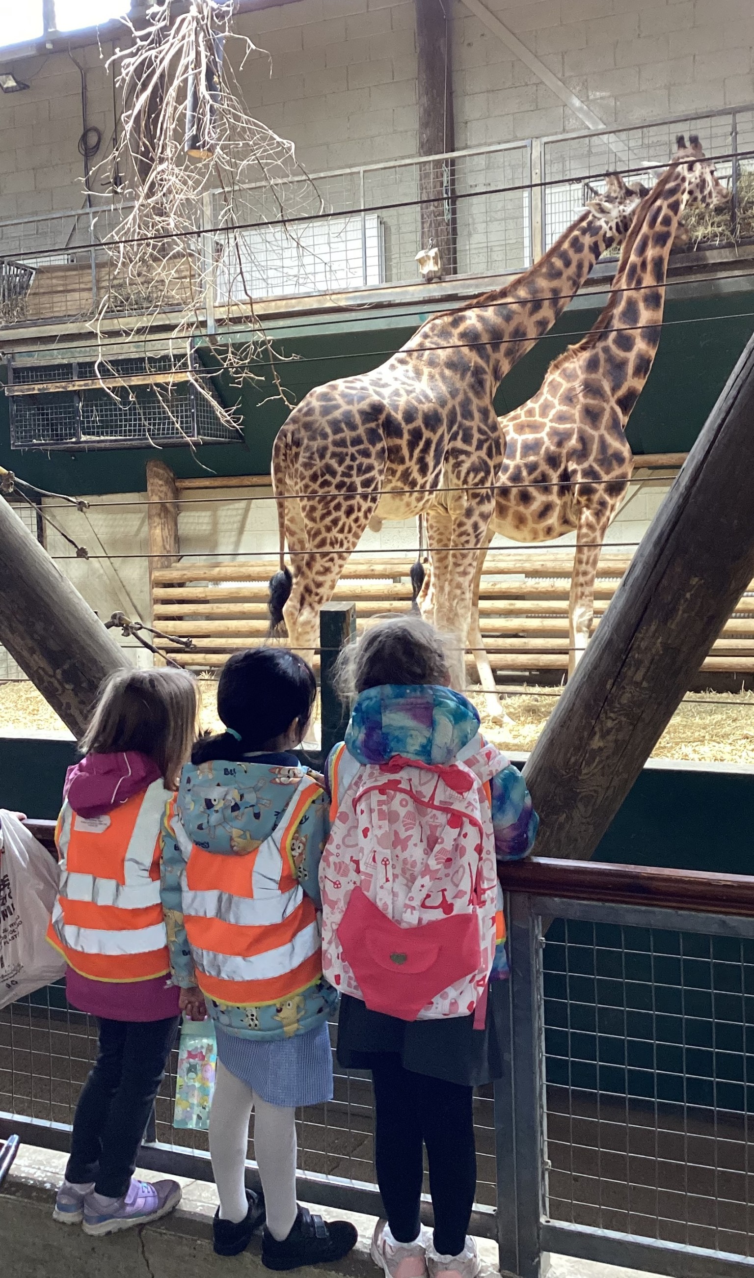 Giraffes up close!