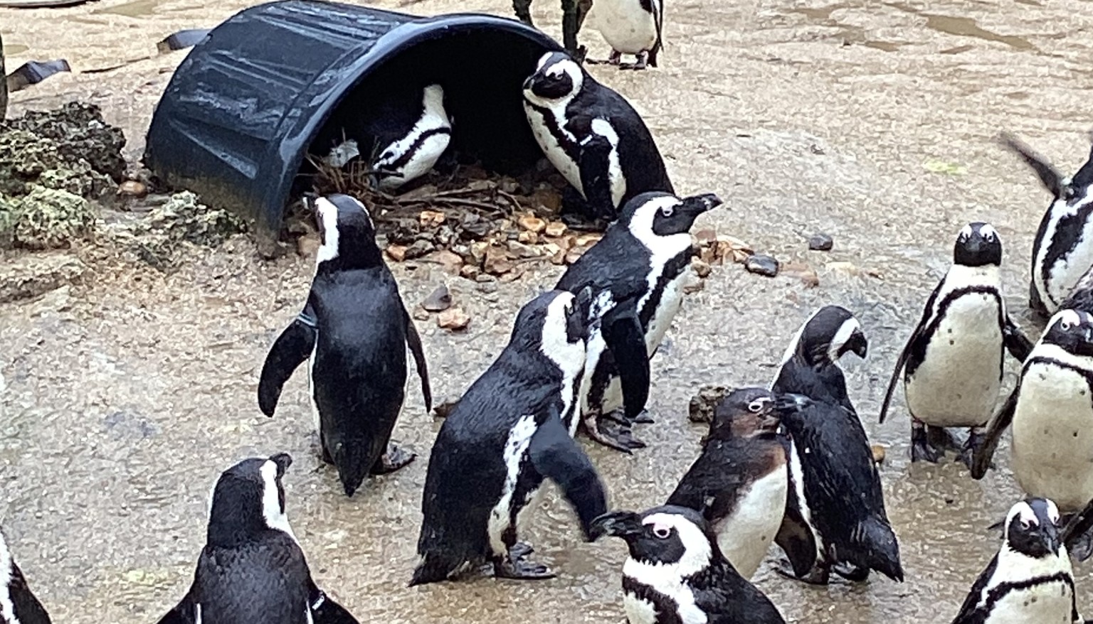 Penguins
