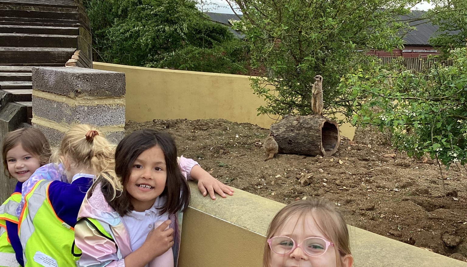 meerkats