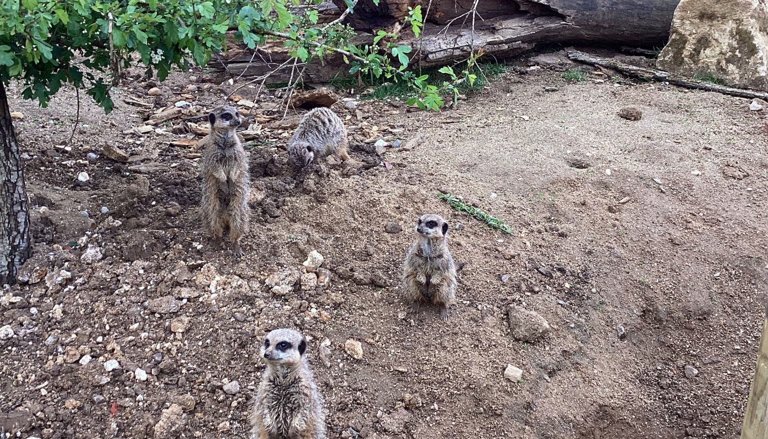 meerkats