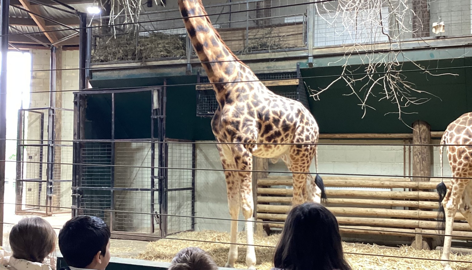 giraffes