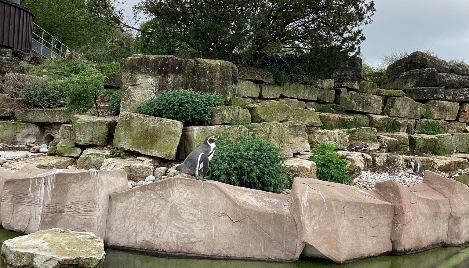 Penguins