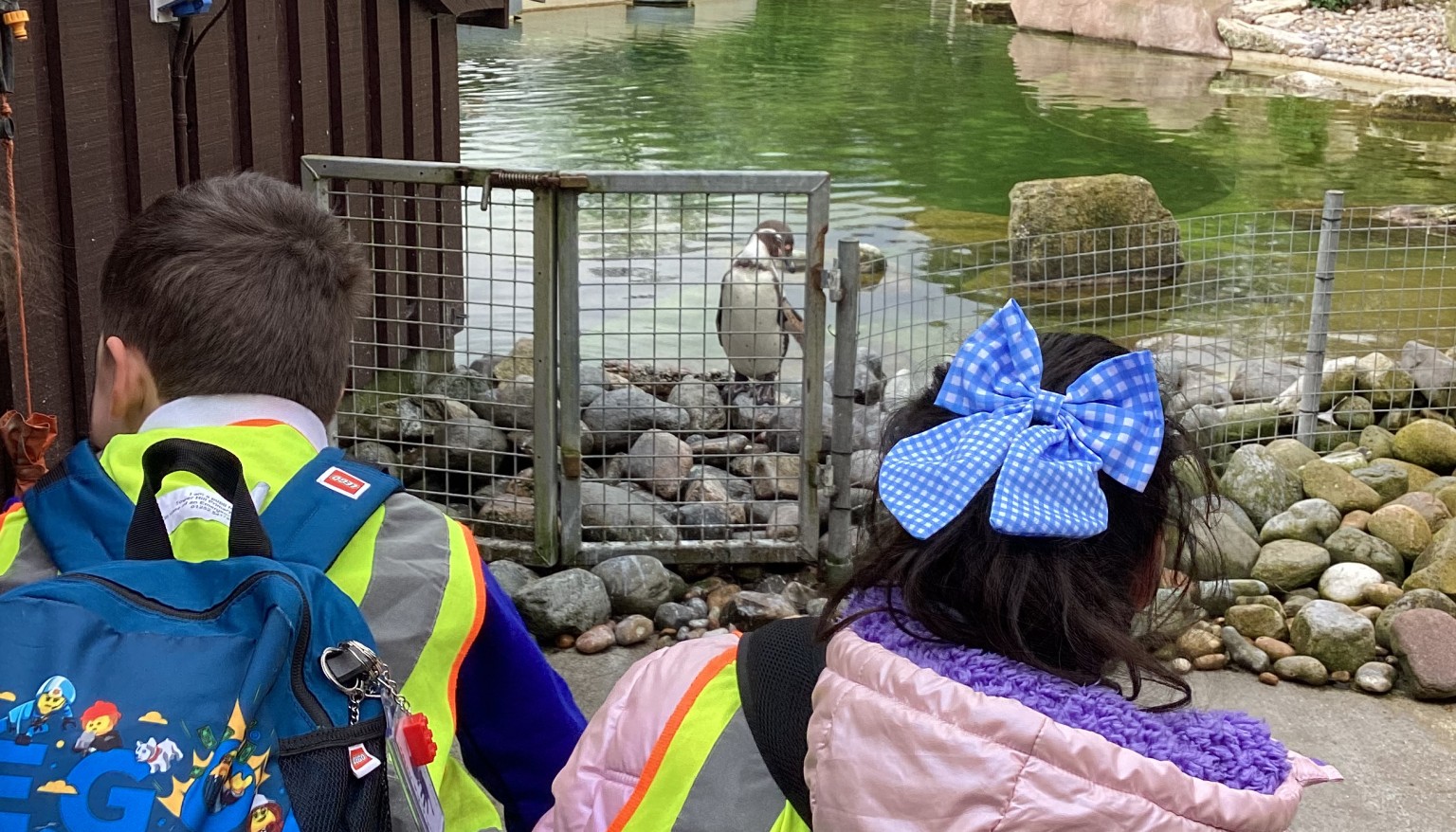 penguins