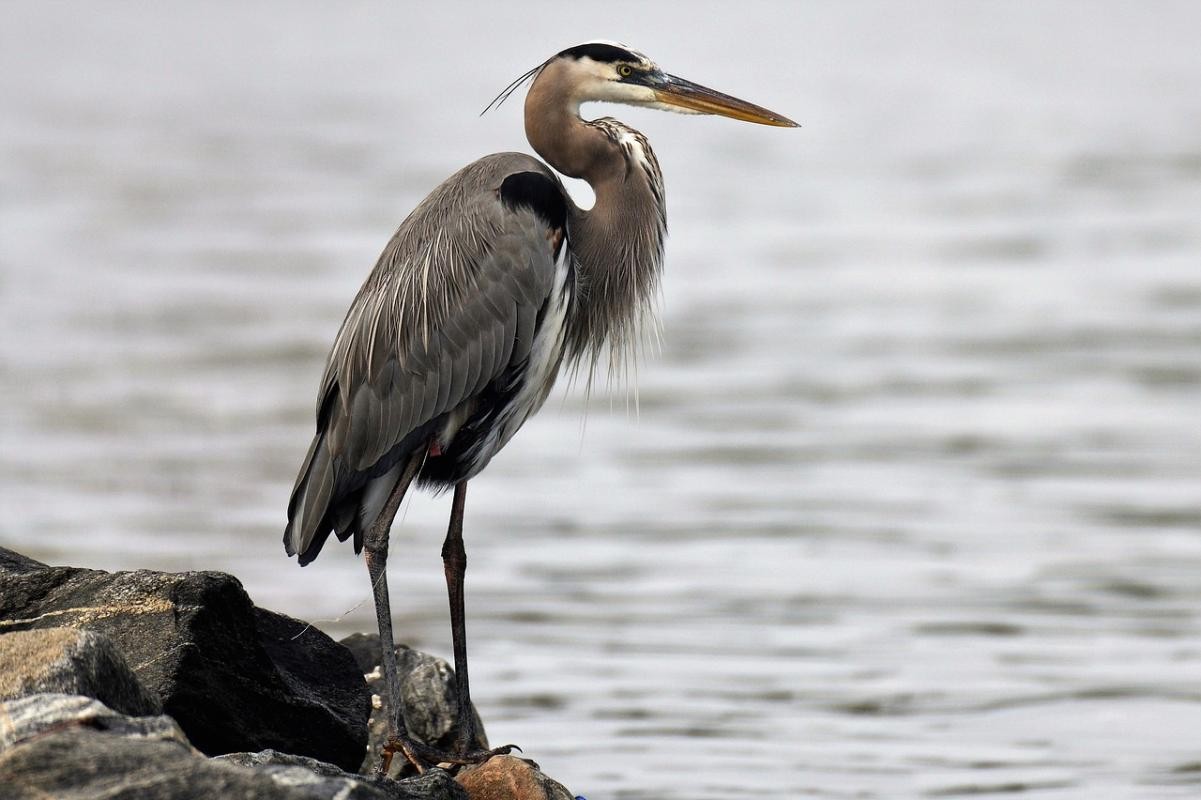   Heron