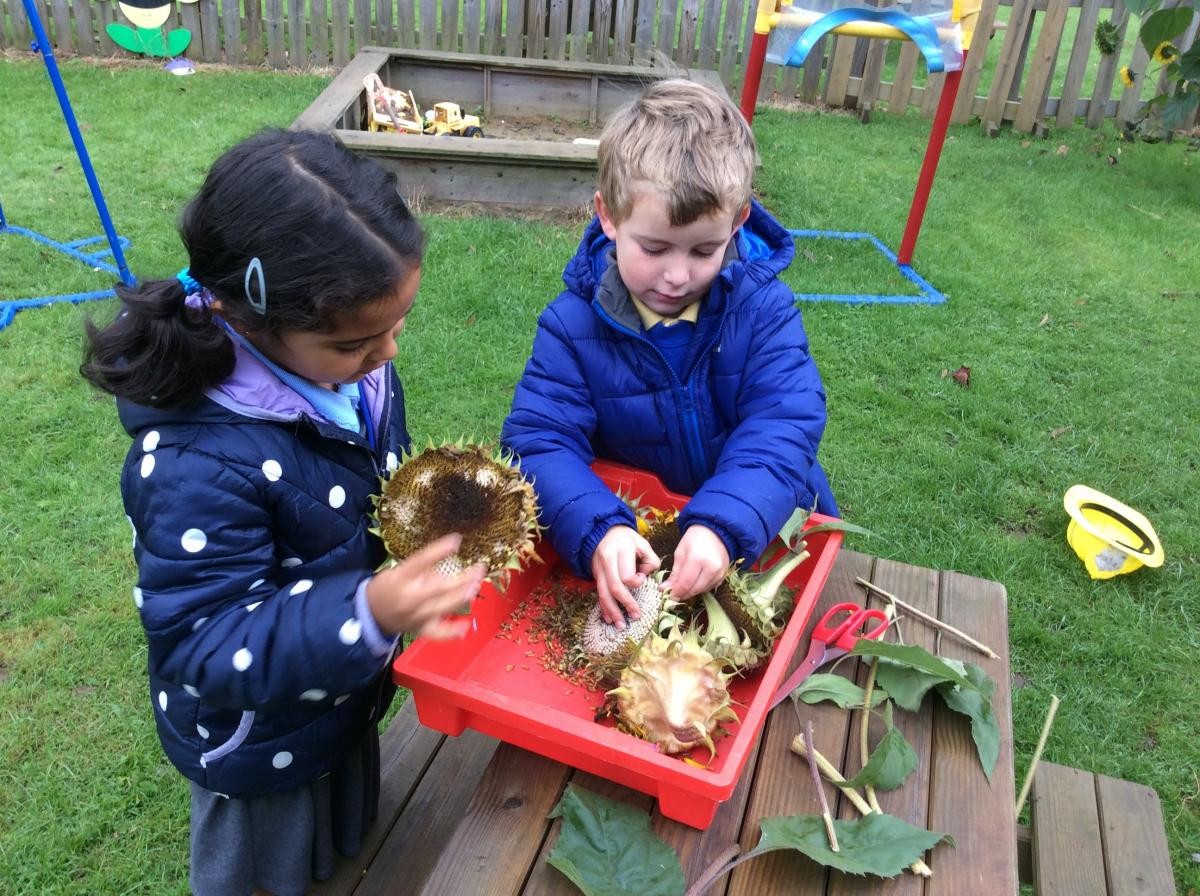 Harvesting sunflower seeds ready to replant in the spring.