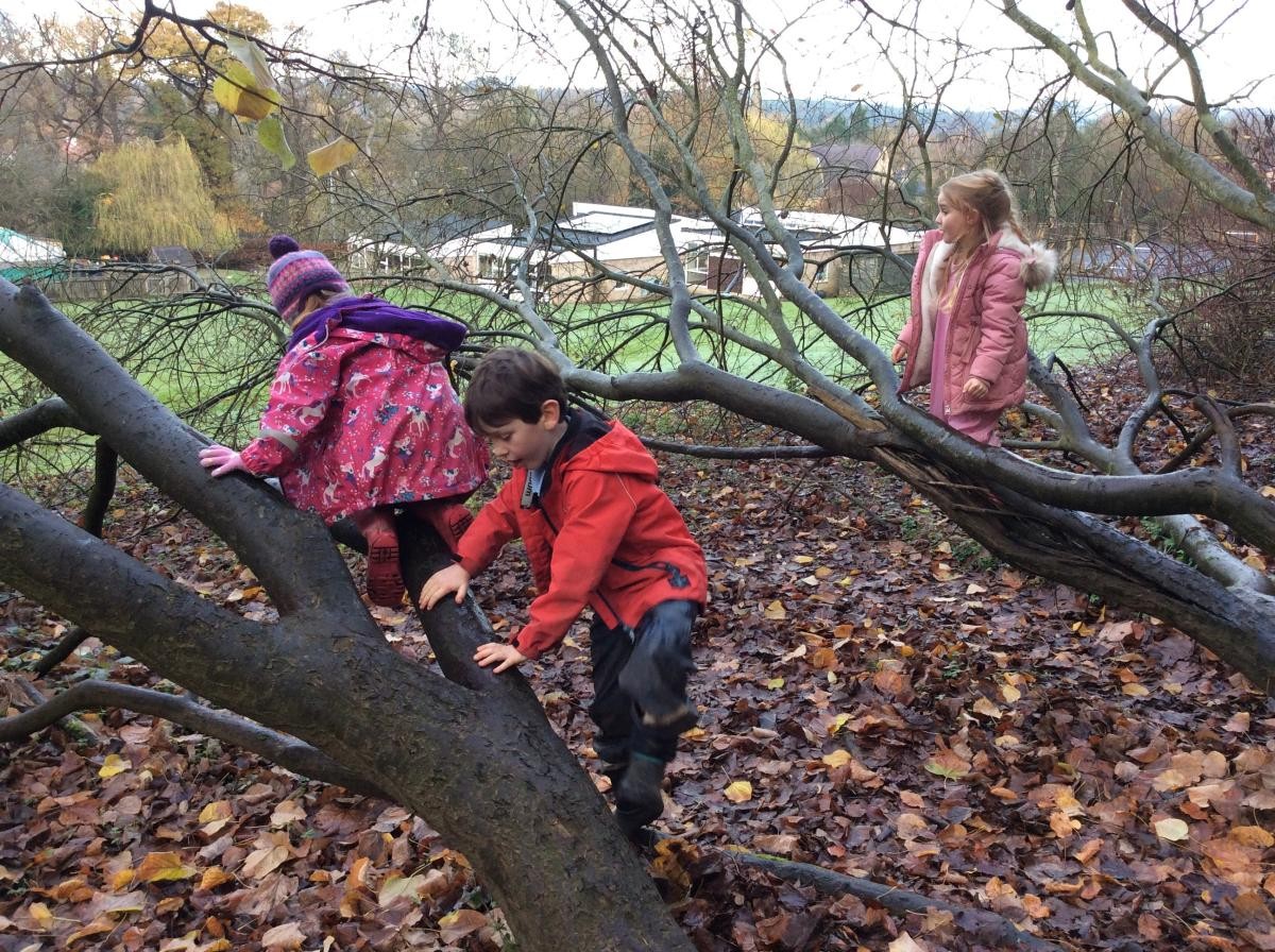 We climbed trees...