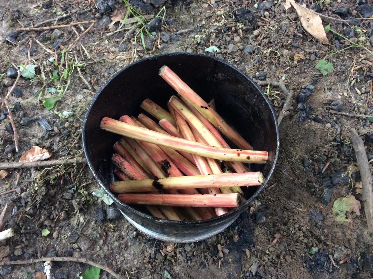 June 10th. Reception Class had a very busy session today. We put last week's peeled willow into a tin, put the lid on and put it into the fire.