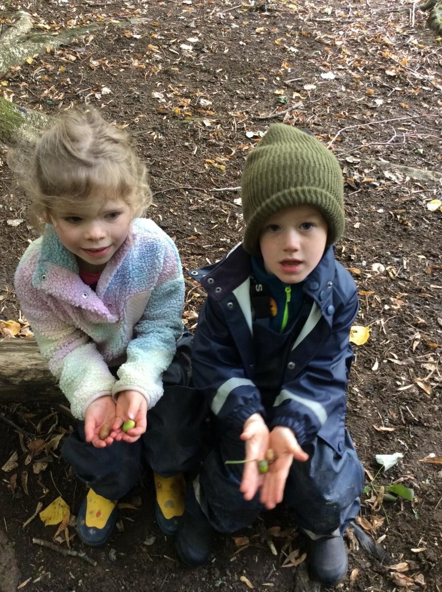 Green acorns were easier to find than brown acorns.