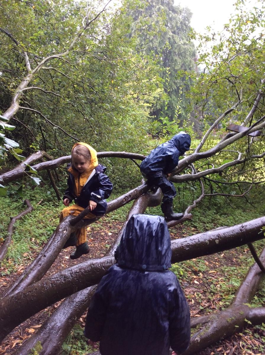 We climbed trees.
