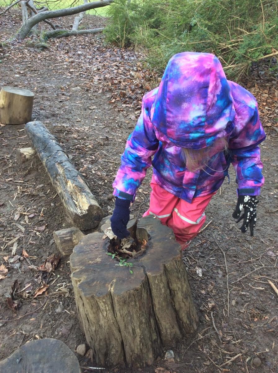 A hollowed out tree stump is a good place for a nest.