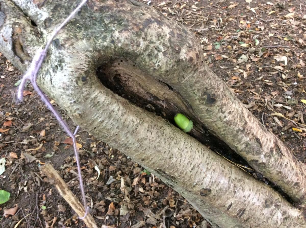 September 22nd. Class 1 went on an acorn hunt to start their session.
