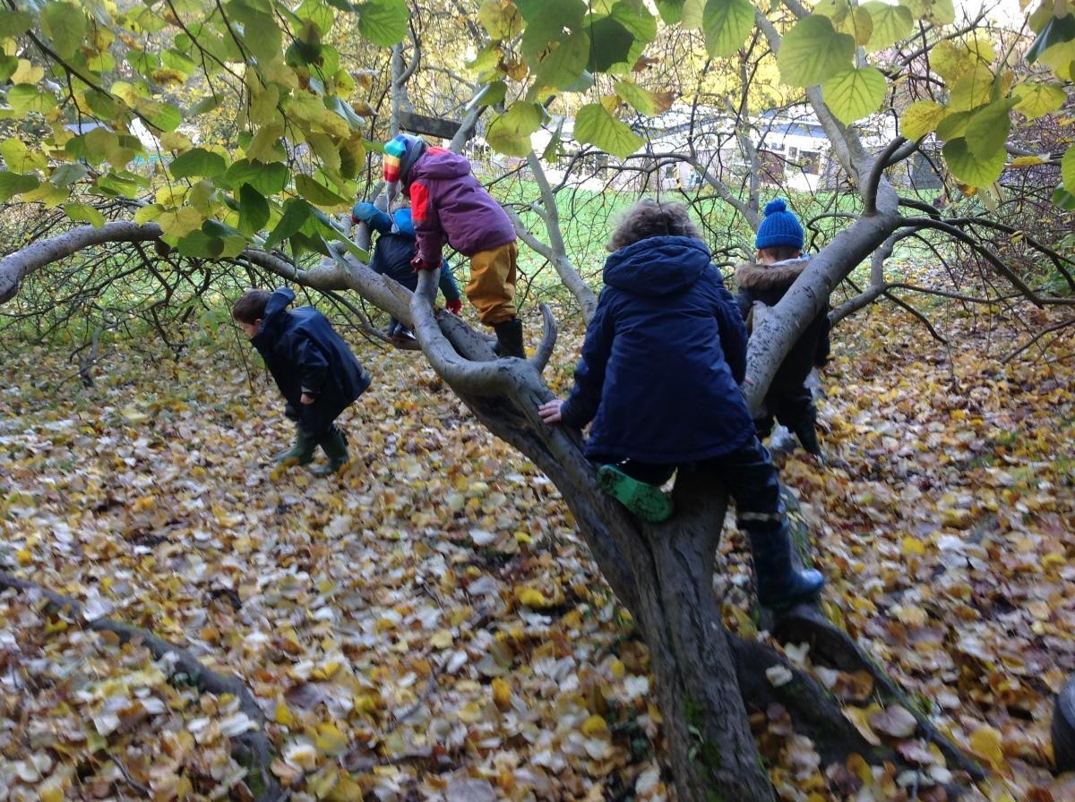 We always love climbing trees in the woods.