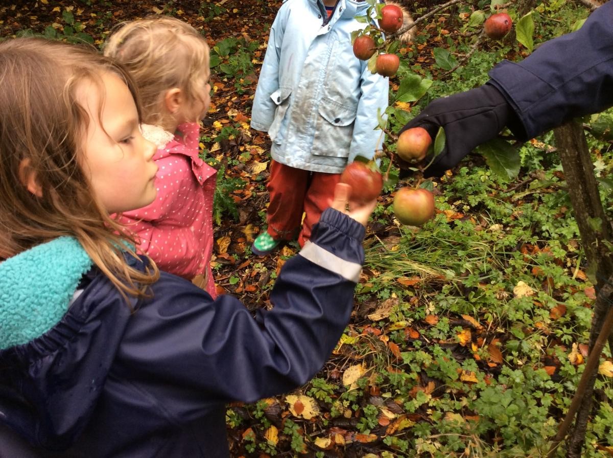 In the Secret Garden we found apples ready to pick.