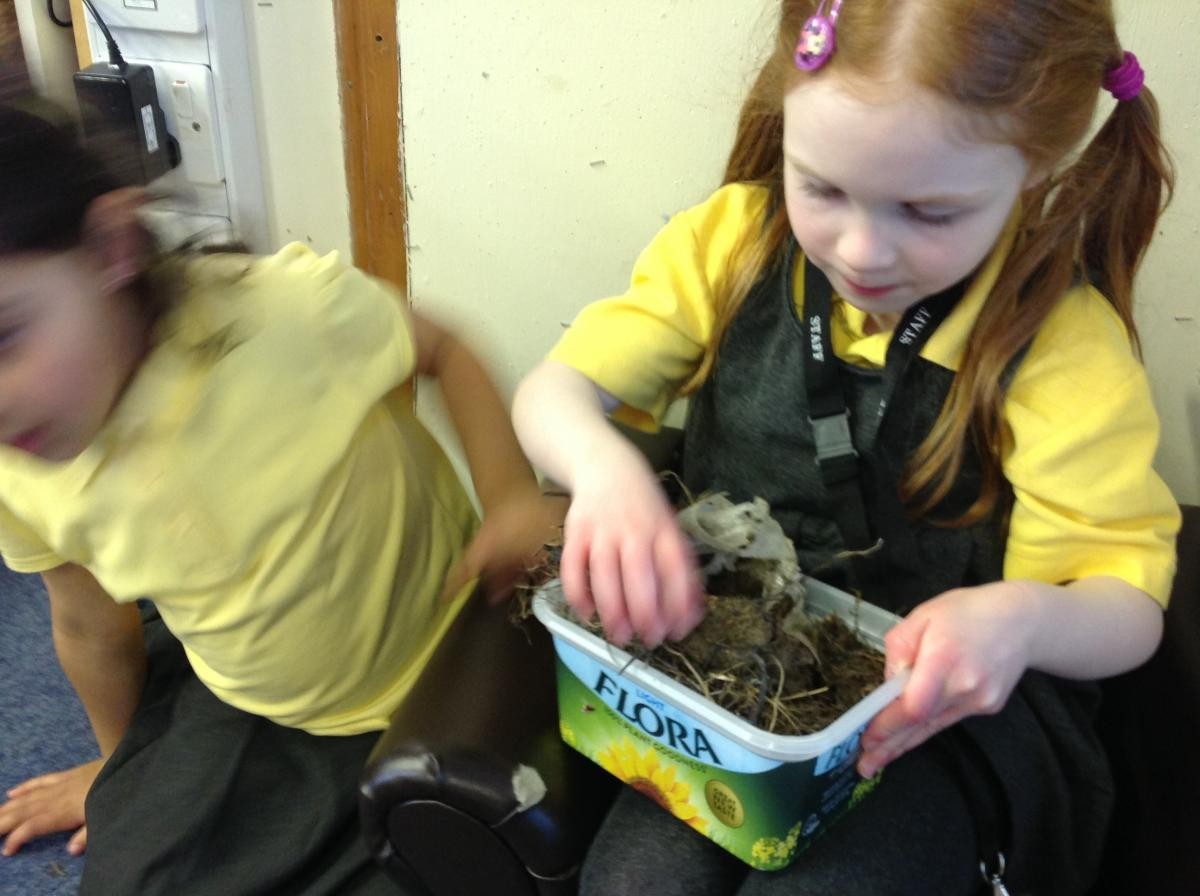 An introduction to animal habitats by thinking about where birds nest.