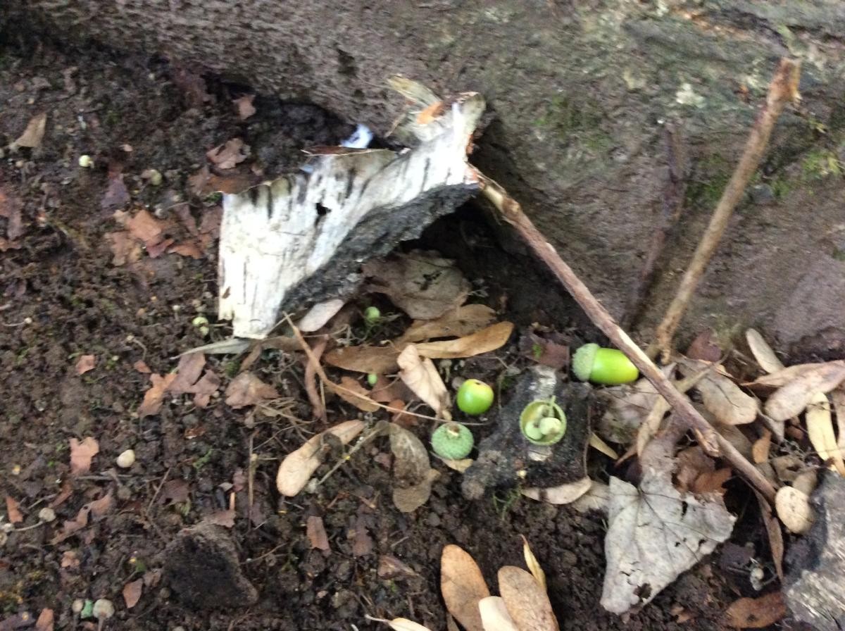 A tiny fairy house was built at the base of the big lime tree.