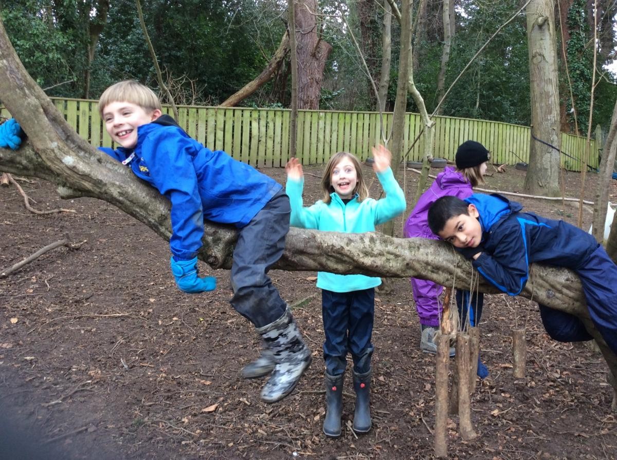 Tree Climbing