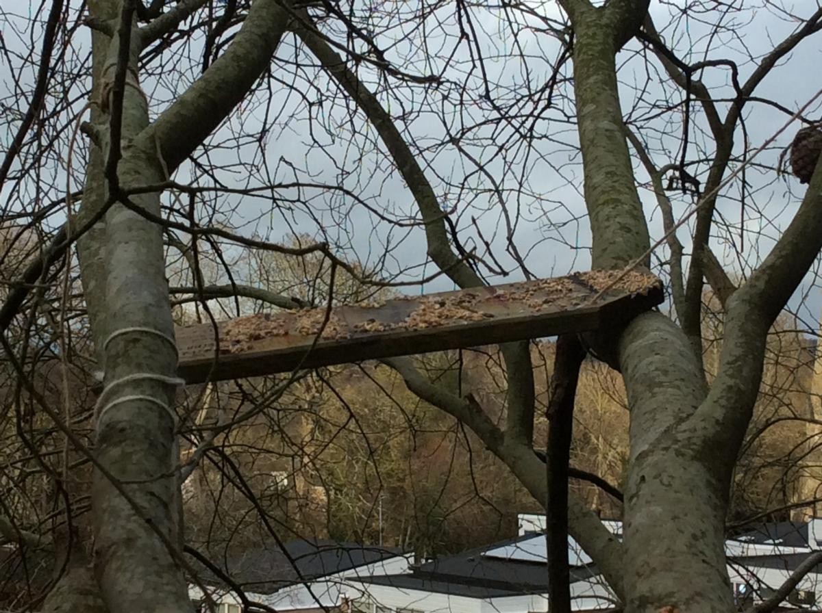 Here is the bird table in the trees, with lard and bird seed on.