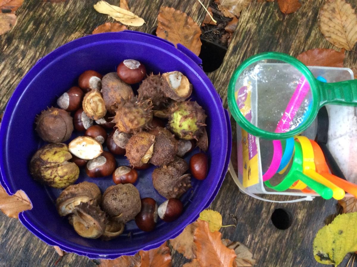 We investigated conkers with the magnifying glasses.