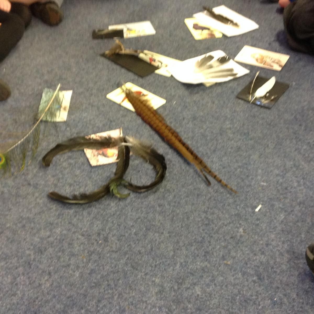 Matching feathers to the correct bird during the Big Garden Birdwatch.