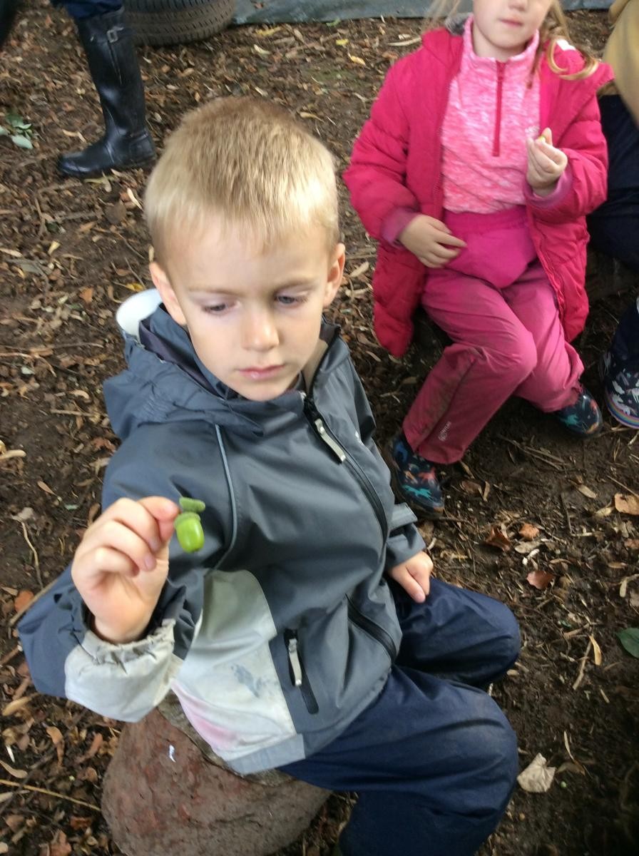 The green acorns were easier to find than the brown ones.