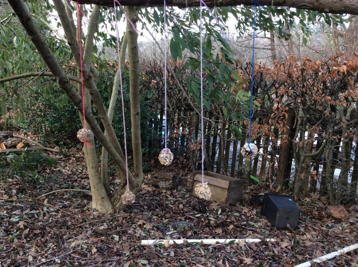 Bird feeders in situ